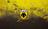 AEK Athens